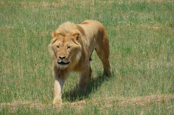 Rugido del león —  Fotos de Stock