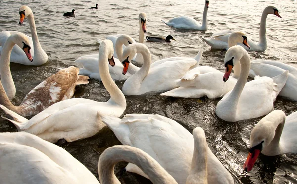 Manada de cisnes en el agua — Foto de Stock