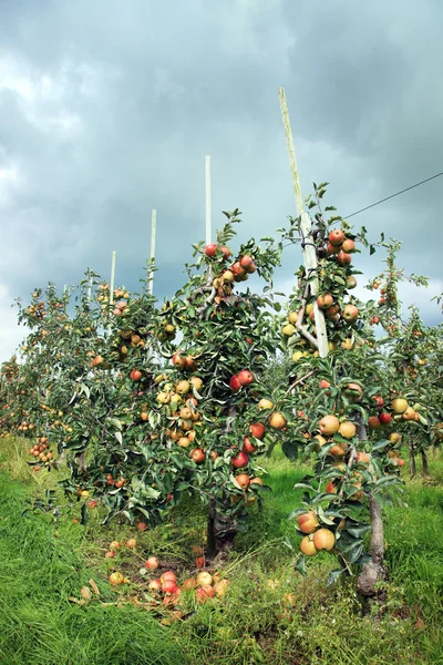 Apple orchard and cloudy sky — Stock Photo, Image