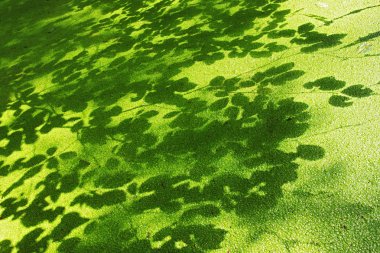 Lesser duckweed and shadows of leaves clipart
