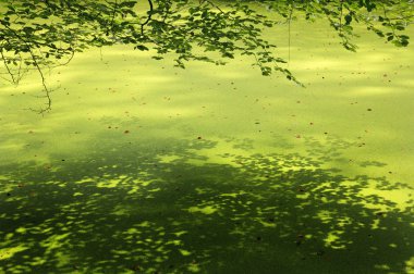 Lesser duckweed with branches of beech tree clipart