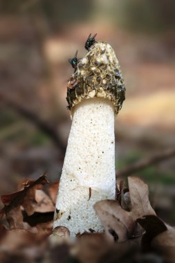 ortak stinkhorn