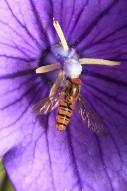 hoverfly üzerinde mor çan çiçeği