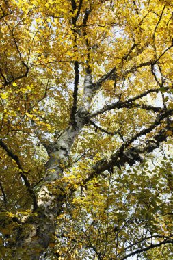Paper birch in autumn clipart