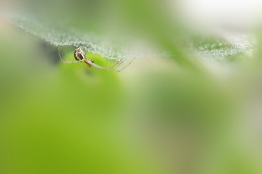 örümcek ıslak asılı web altında