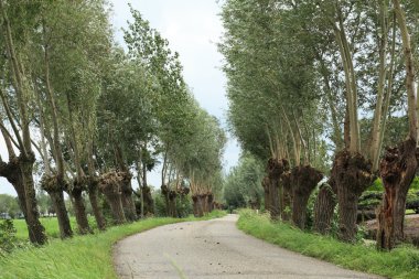 willows ve uzak bisikletçi olan yol