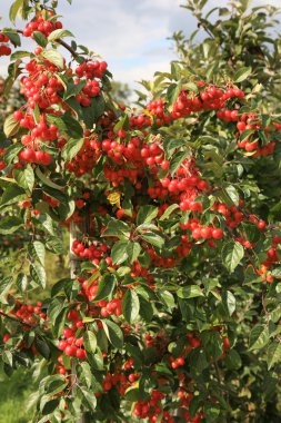 Malus appels voor bestuiving