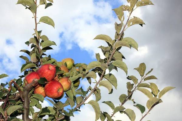 Ramo com maçãs maduras — Fotografia de Stock