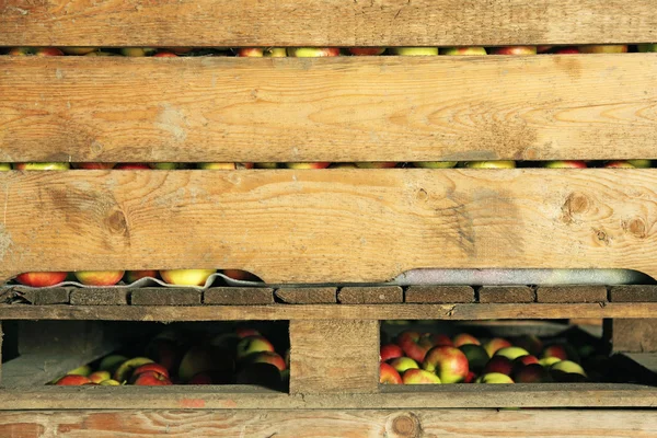 stock image Red and yellow apples in crate