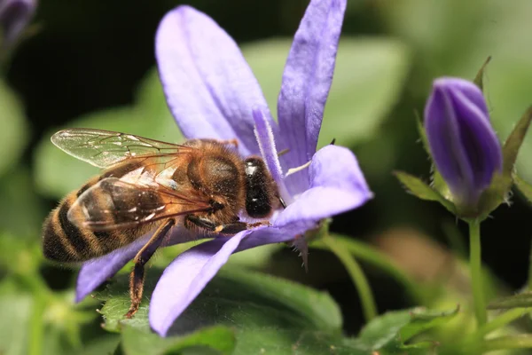 Pszczoła ssanie miód z fioletowy kwiat — Zdjęcie stockowe