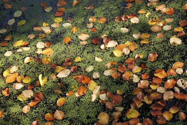 stock image Beech leaves and lesser duckweed