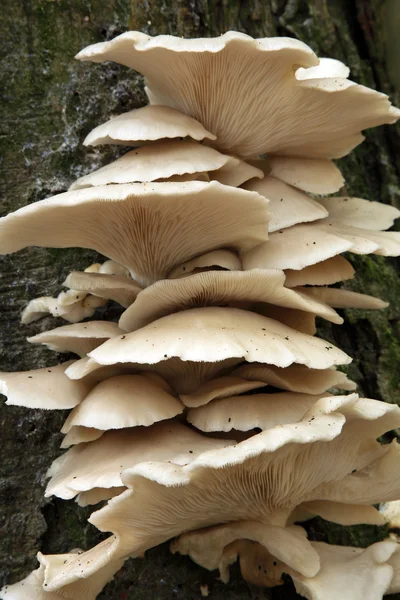 Съедобный устричный гриб — стоковое фото