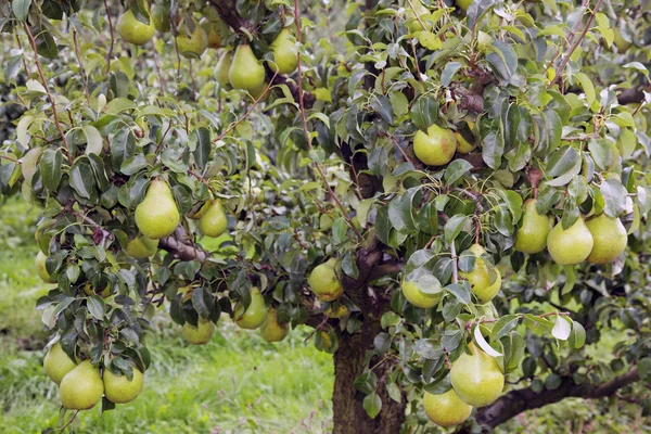 Päron i träd — Stockfoto