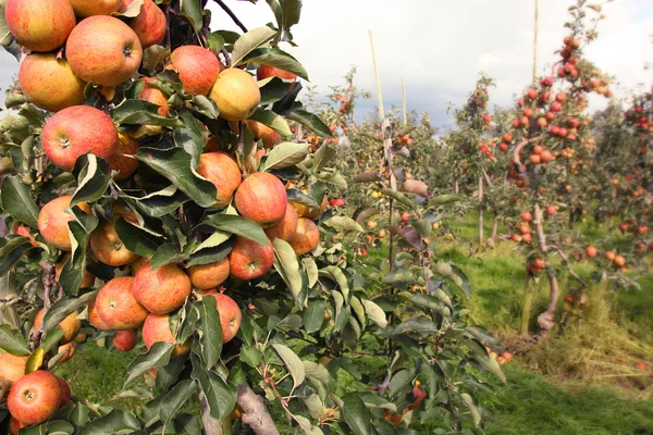 Maçãs em pomar de maçã — Fotografia de Stock