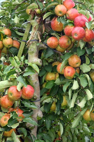 Fechar a árvore cheia de maçãs — Fotografia de Stock