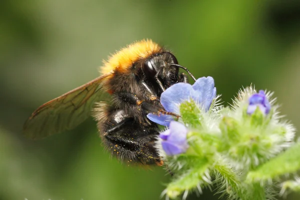 Yaban arısı bal mavi çiçek dışarı emmek — Stok fotoğraf
