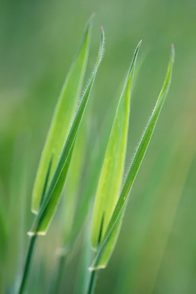 でも ryhtm の草の植物のクローズ アップ — ストック写真