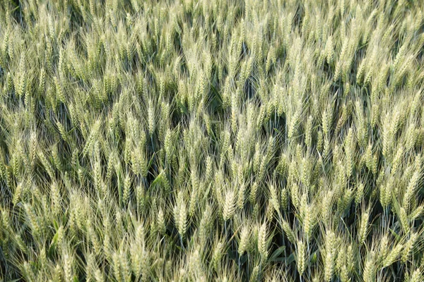 Weizenfeld von oben — Stockfoto