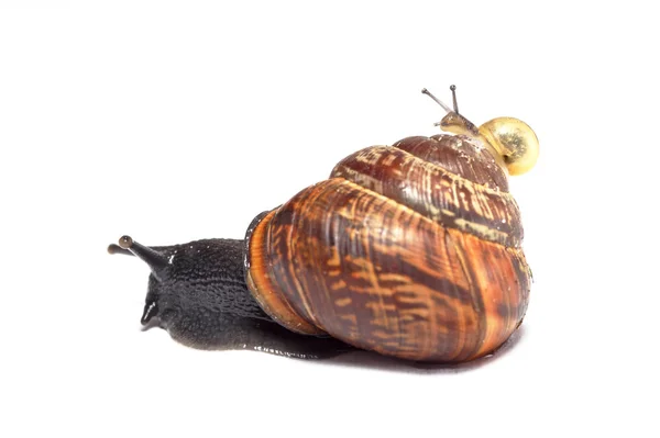 Small snail riding on large snail — Stock Photo, Image