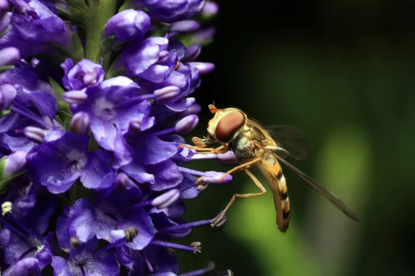 Hoverfly on blue flower — Stock Photo, Image