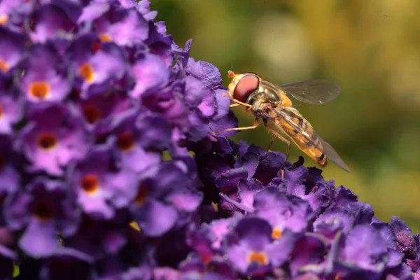 Hoverfly σε μωβ λουλούδι του Μπους πεταλούδων — Φωτογραφία Αρχείου