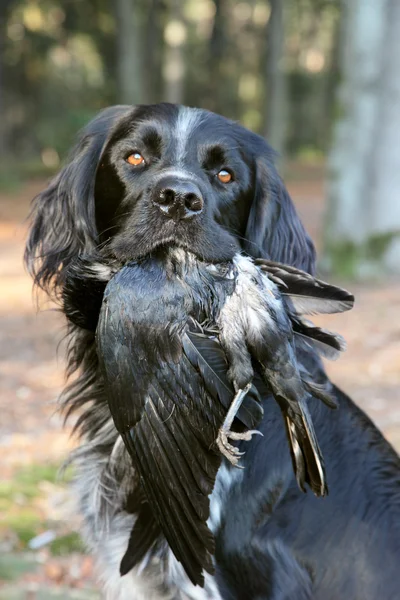 stock image Dog with dead crow during hunting training