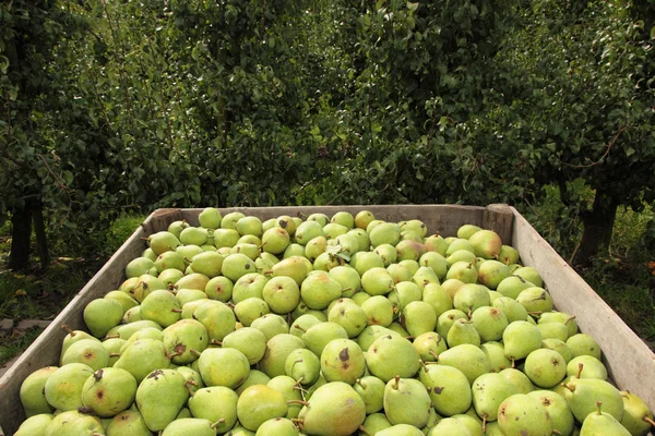 Pears in crate and empty fruit trees — Stock Photo, Image