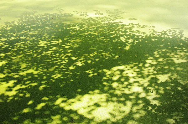 stock image Lesser duckweed and shadow of tree