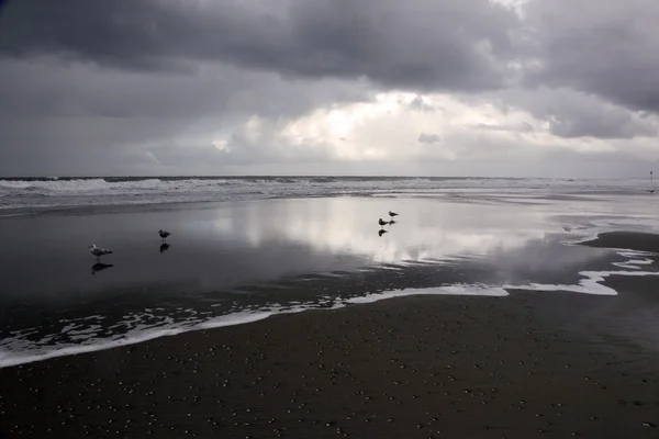 Silhouettes of gulls on beach — Stock Photo, Image