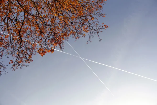 飞机条纹槭树的树枝和树叶 — 图库照片
