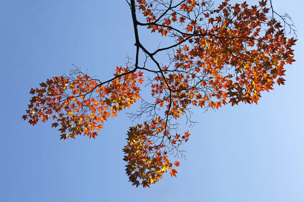 stock image Branch of maple tree with orange leaves