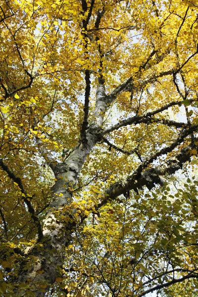 stock image Paper birch in autumn