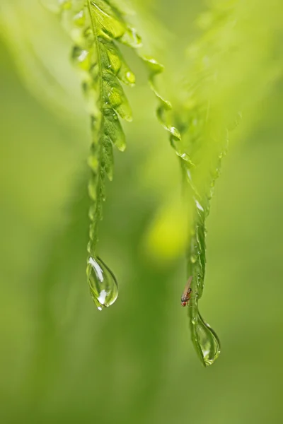 Gotas de chuva na samambaia com mosca pequena — Fotografia de Stock