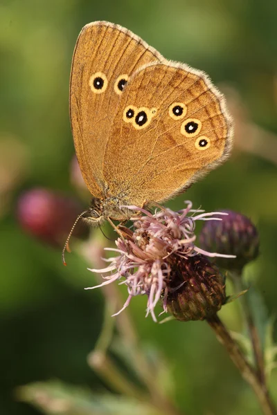 Papillon annelet sur chardon — Photo