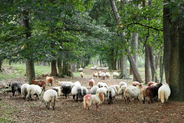 Owce na leśnej drodze — Zdjęcie stockowe