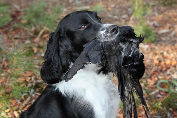 Stock image Dog with crow during hunting training