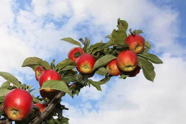Ramo cheio de maçãs vermelhas maduras — Fotografia de Stock