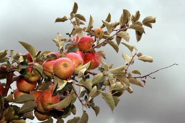 Gałąź pełna dojrzałych jabłek i szarego nieba — Zdjęcie stockowe