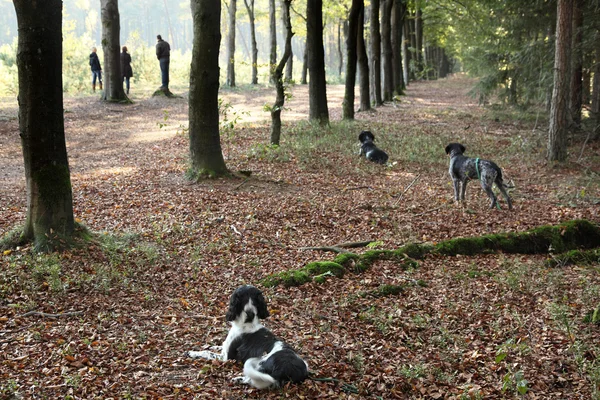 stock image Hunting dogs paying attention during training