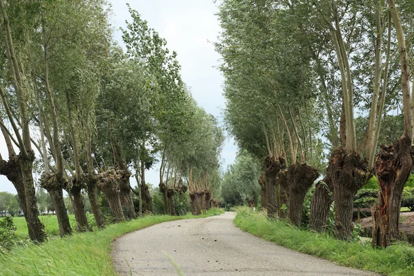 stock image Road with willows and distant cyclist