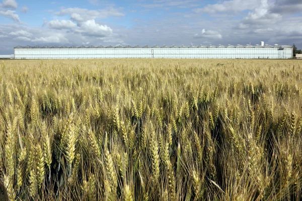 麦畑と温室 — ストック写真