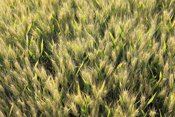 バックライトの麦畑 — ストック写真