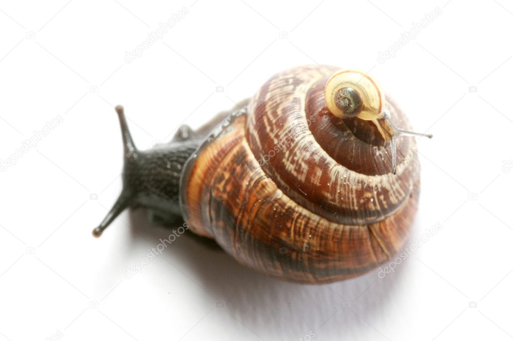 Small snail on large snail
