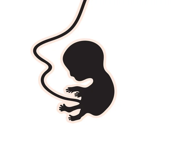 Embrión — Archivo Imágenes Vectoriales