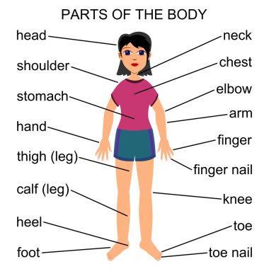 Level 3-4 LCB!: VOCABULARY Illnesses and Parts of the body