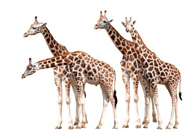 Herd of giraffes clipart