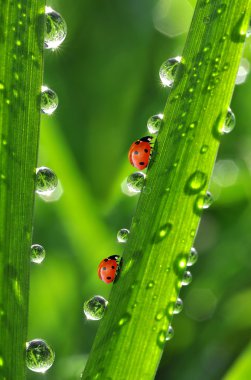 Dew and ladybird clipart