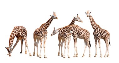 Giraffes isolated clipart