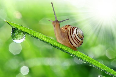 Snail on grass clipart