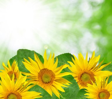 Sunflower clipart